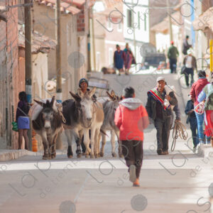 Mans walk with their donkeys