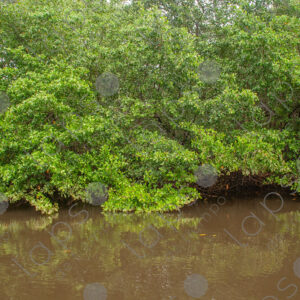 River, mangrove