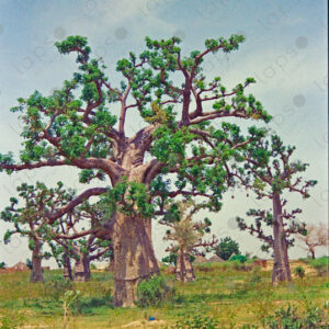 Scenic baobab landscape near Saint-Louis, Senegal