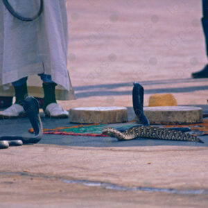 Traditional Snake Charmer Performance in Jemaa el-Fna Square, Marrakech