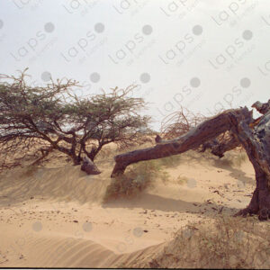 Tree buried in the sand in Western Sahara