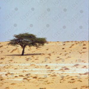 Tree in the Western Sahara desert