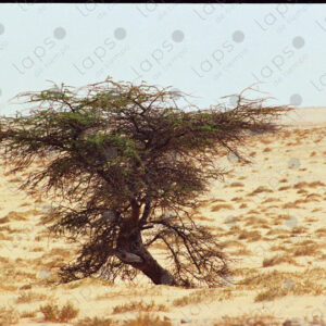 Tree in the Western Sahara desert