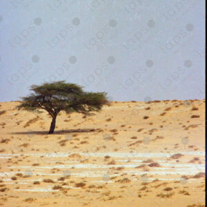 Tree in the Western Sahara desert