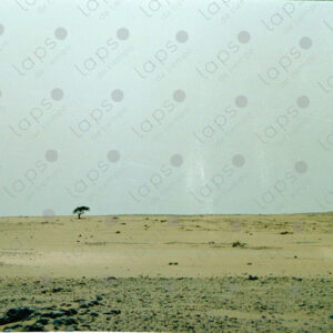 Tree in the Western Sahara desert