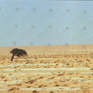 Tree in the Western Sahara desert