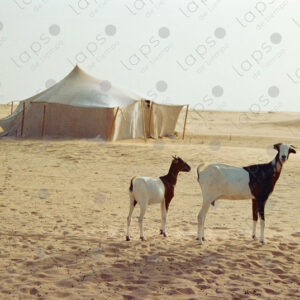 Two black and white goats in front of Sahrawi tents, Western Sahara