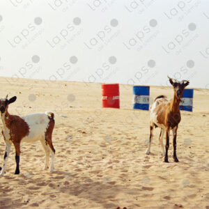 Two white and brown goats in the Western Sahara Desert