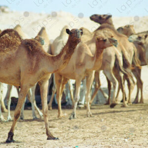 Western Sahara Camel Caravan