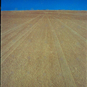 Western Sahara car tracks