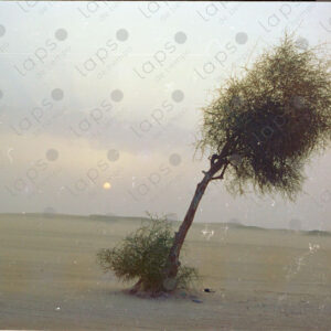 Sunset with a single tree in the Western Sahara desert