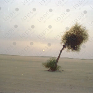 Sunset with a single tree in the Western Sahara desert