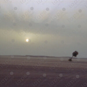 Sunset with a single tree in the Western Sahara desert